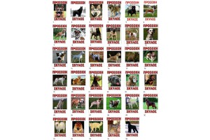 Πινακίδα Σήμανσης Πλέξιγκλας "Προσοχή Σκύλος" 20x25cm 1Τμχ